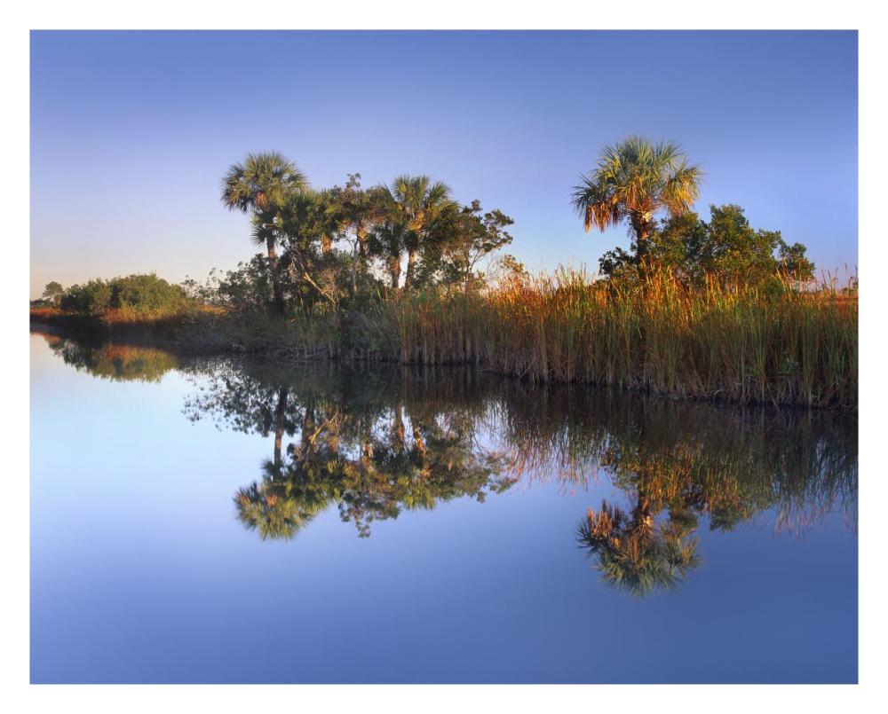 Royal Palms and reeds along waterway, Fakahatchee State Preserve, Florida-Paper Art-30"x24"