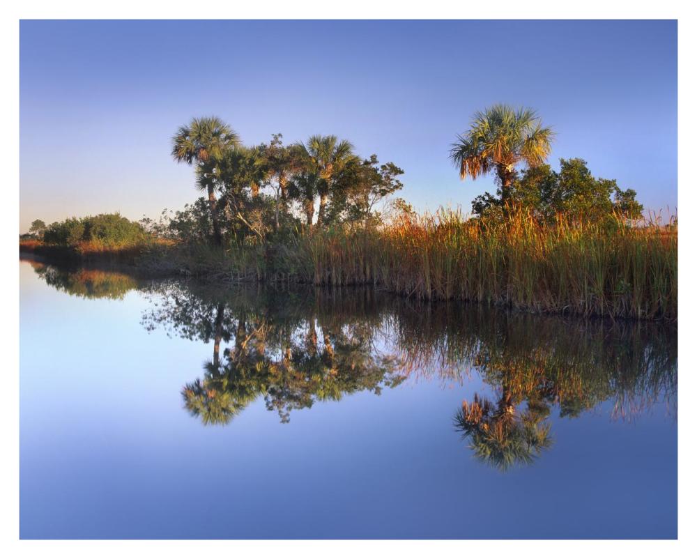 Royal Palms and reeds along waterway, Fakahatchee State Preserve, Florida-Paper Art-37"x30"