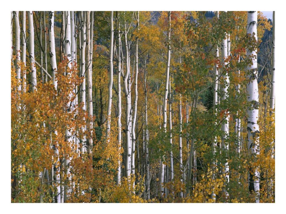 Aspen trees in fall colors, Lost Lake, Gunnison National Forest, Colorado-Paper Art-26"x20"