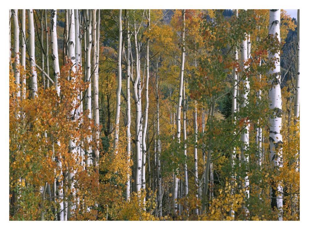 Aspen trees in fall colors, Lost Lake, Gunnison National Forest, Colorado-Paper Art-34"x26"