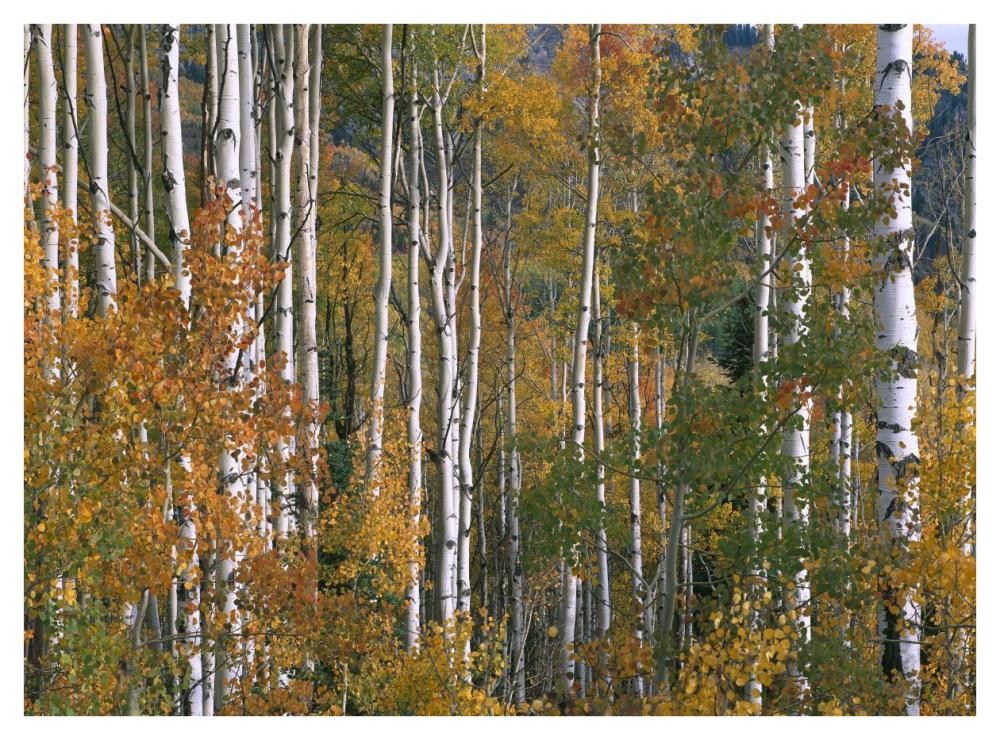 Aspen trees in fall colors, Lost Lake, Gunnison National Forest, Colorado-Paper Art-42"x32"