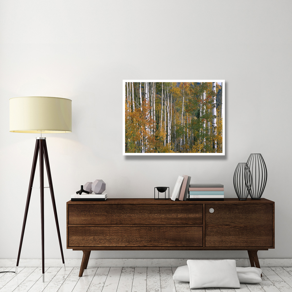 Aspen trees in fall colors, Lost Lake, Gunnison National Forest, Colorado-Paper Art-42&quotx32"