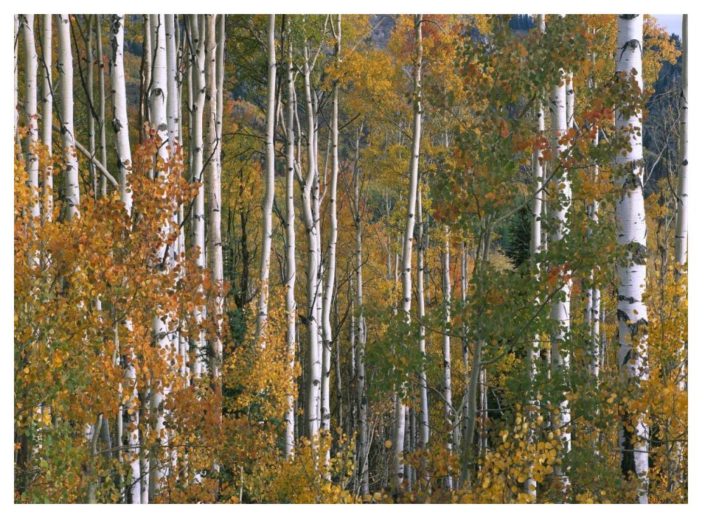 Aspen trees in fall colors, Lost Lake, Gunnison National Forest, Colorado-Paper Art-50"x38"