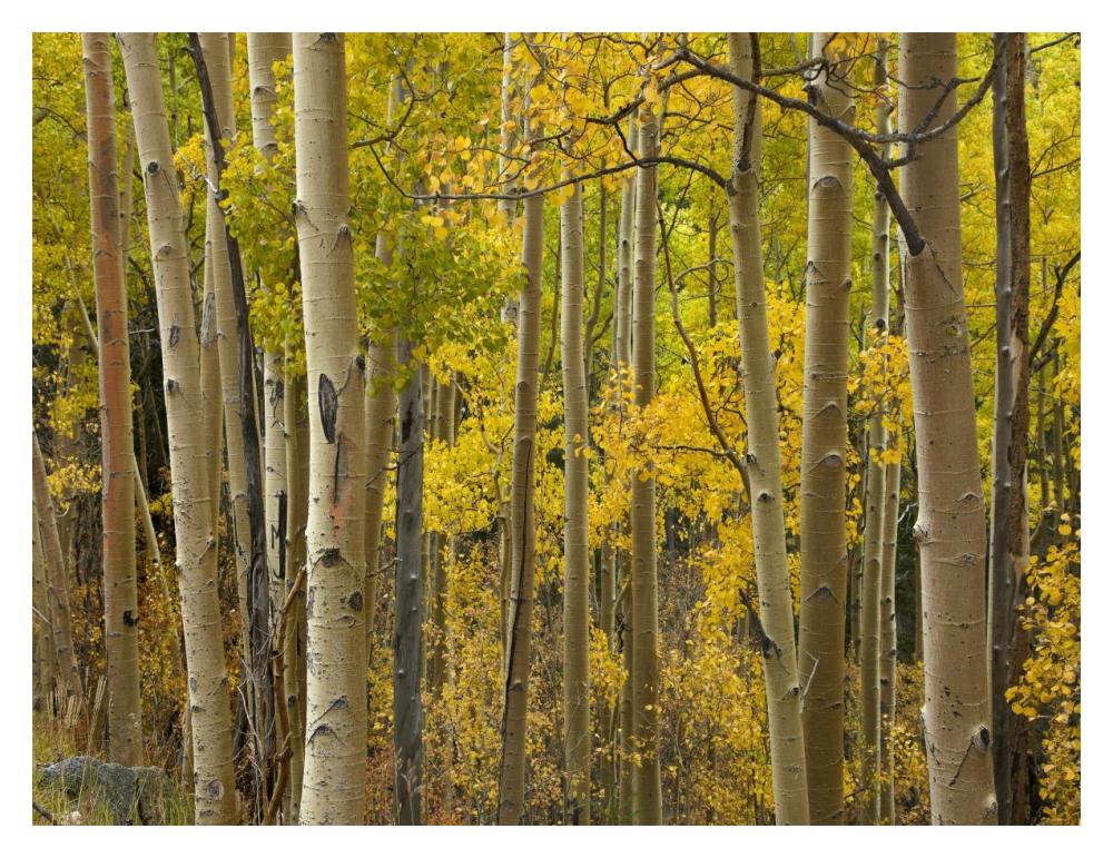 Aspen trees in autumn, Santa Fe National Forest near Santa Fe, New Mexico-Paper Art-18"x14"