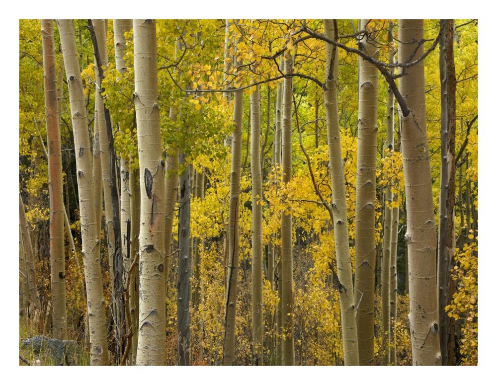 Aspen trees in autumn, Santa Fe National Forest near Santa Fe, New Mexico-Paper Art-26"x20"