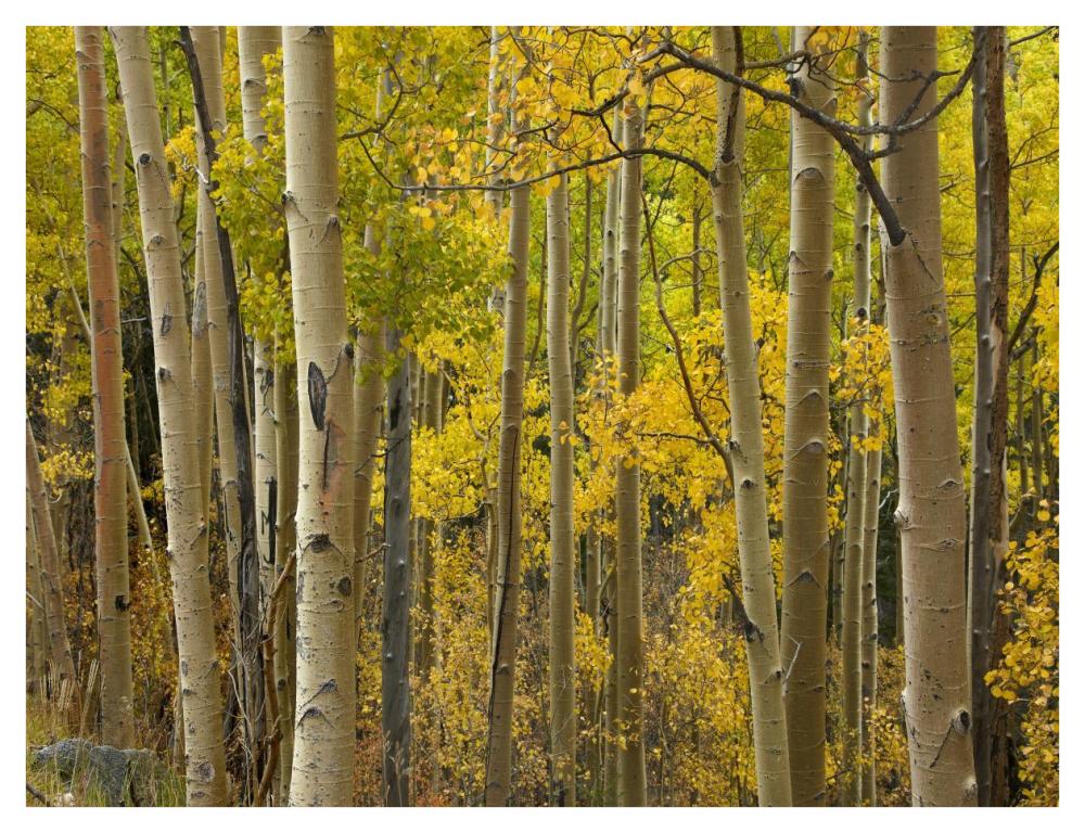 Aspen trees in autumn, Santa Fe National Forest near Santa Fe, New Mexico-Paper Art-42"x32"