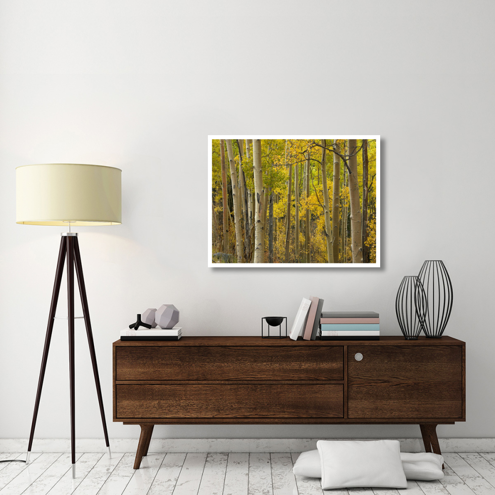 Aspen trees in autumn, Santa Fe National Forest near Santa Fe, New Mexico-Paper Art-42&quotx32"