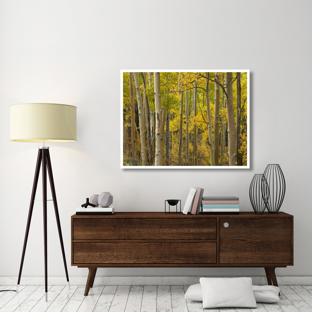 Aspen trees in autumn, Santa Fe National Forest near Santa Fe, New Mexico-Paper Art-50&quotx38"