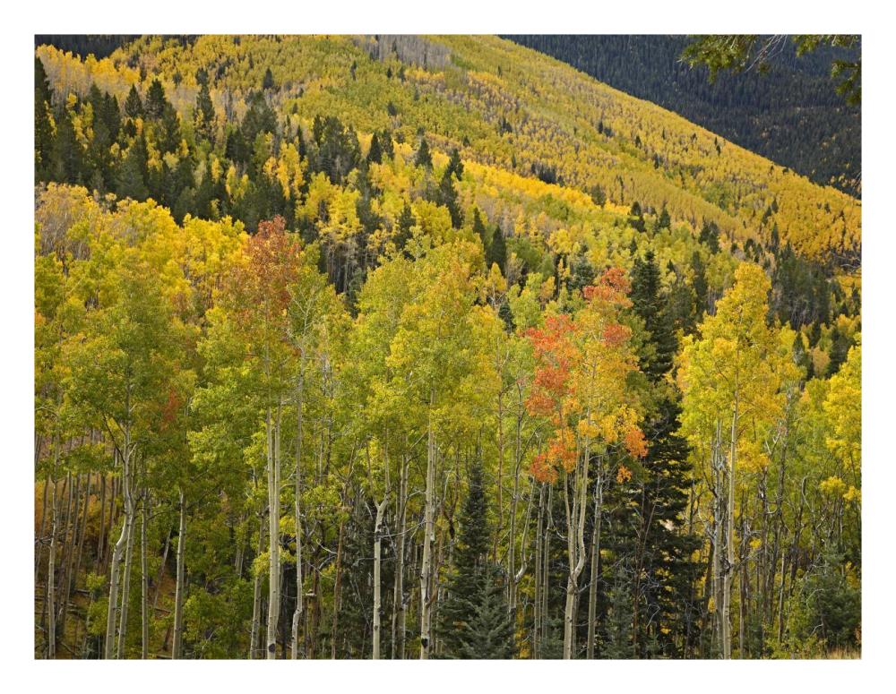 Aspen trees in autumn, Santa Fe National Forest near Santa Fe, New Mexico-Paper Art-26"x20"