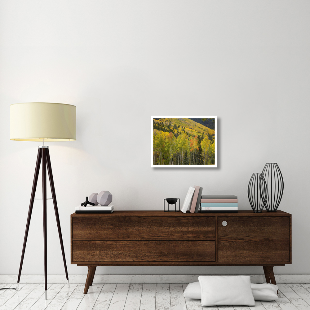 Aspen trees in autumn, Santa Fe National Forest near Santa Fe, New Mexico-Paper Art-26&quotx20"