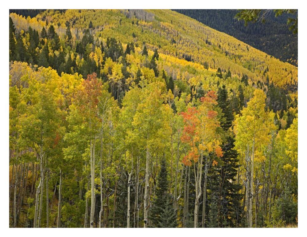 Aspen trees in autumn, Santa Fe National Forest near Santa Fe, New Mexico-Paper Art-34"x26"