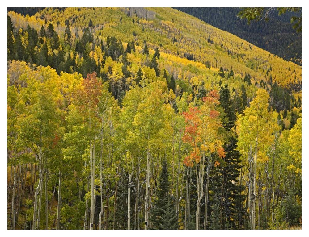 Aspen trees in autumn, Santa Fe National Forest near Santa Fe, New Mexico-Paper Art-42"x32"
