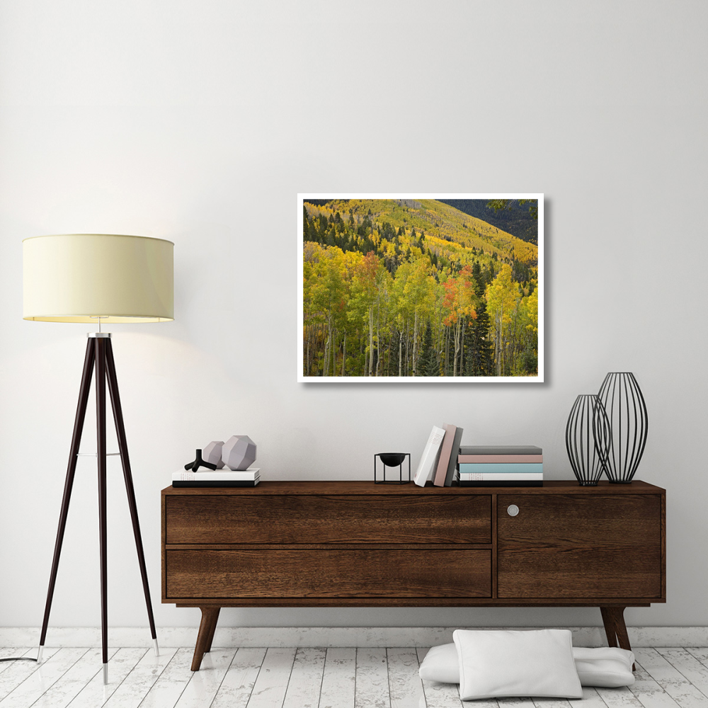 Aspen trees in autumn, Santa Fe National Forest near Santa Fe, New Mexico-Paper Art-42&quotx32"