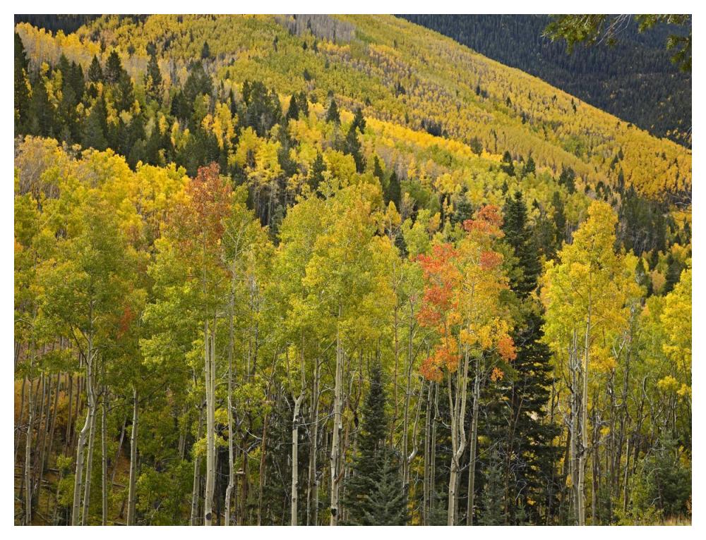 Aspen trees in autumn, Santa Fe National Forest near Santa Fe, New Mexico-Paper Art-50"x38"