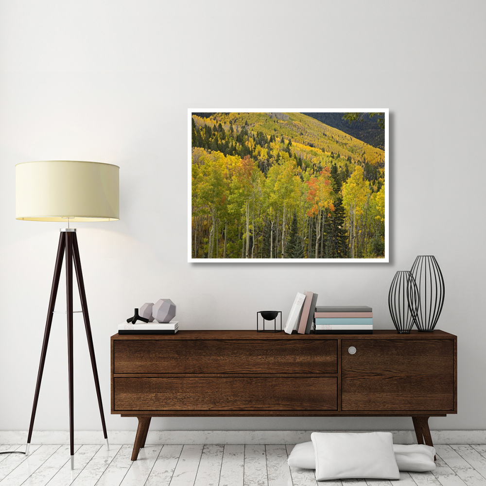 Aspen trees in autumn, Santa Fe National Forest near Santa Fe, New Mexico-Paper Art-50&quotx38"