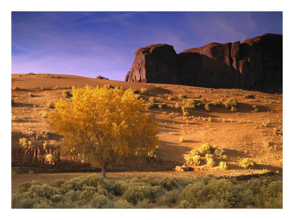 Cottonwood tree and Coyote bush with sand dunes, Monument Valley, Arizona-Paper Art-26"x20"