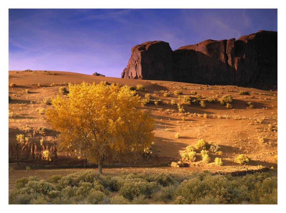 Cottonwood tree and Coyote bush with sand dunes, Monument Valley, Arizona-Paper Art-34"x26"
