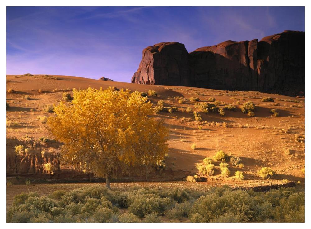 Cottonwood tree and Coyote bush with sand dunes, Monument Valley, Arizona-Paper Art-50"x38"