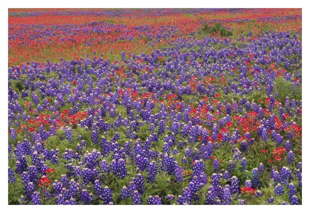 Hill Country wildflowers including Sand Bluebonnets and Paintbrush, Texas-Paper Art-20"x14"