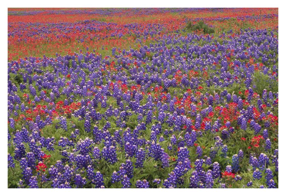 Hill Country wildflowers including Sand Bluebonnets and Paintbrush, Texas-Paper Art-38"x26"