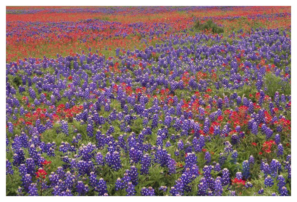 Hill Country wildflowers including Sand Bluebonnets and Paintbrush, Texas-Paper Art-50"x34"