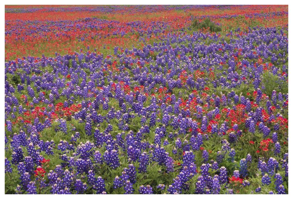 Hill Country wildflowers including Sand Bluebonnets and Paintbrush, Texas-Paper Art-62"x42"