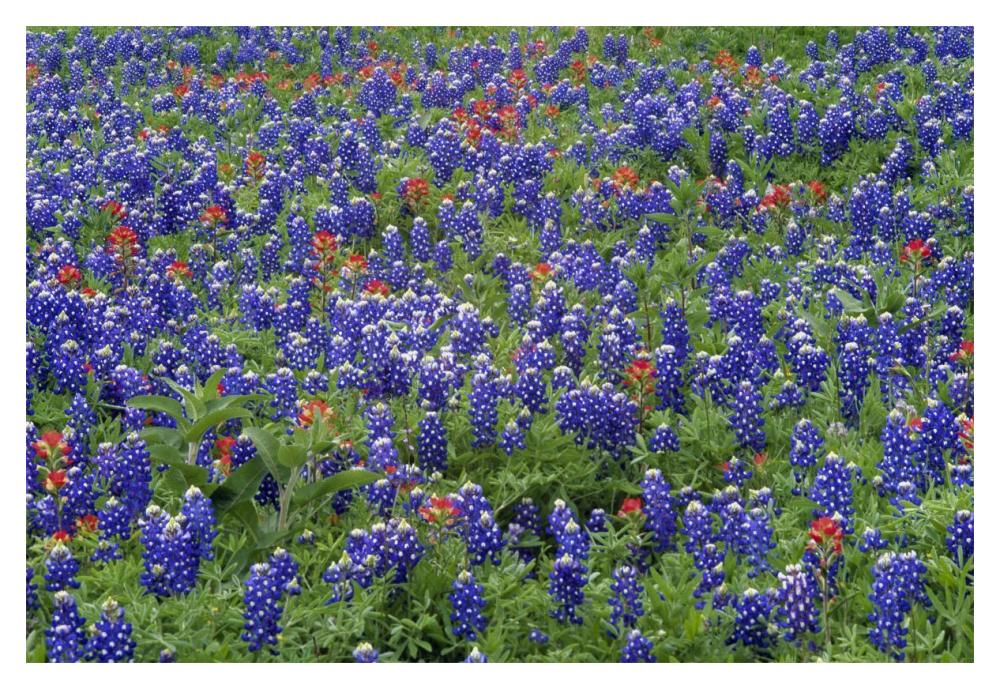 Hill Country wildflowers including Sand Bluebonnets and Paintbrush, Texas-Paper Art-20"x14"