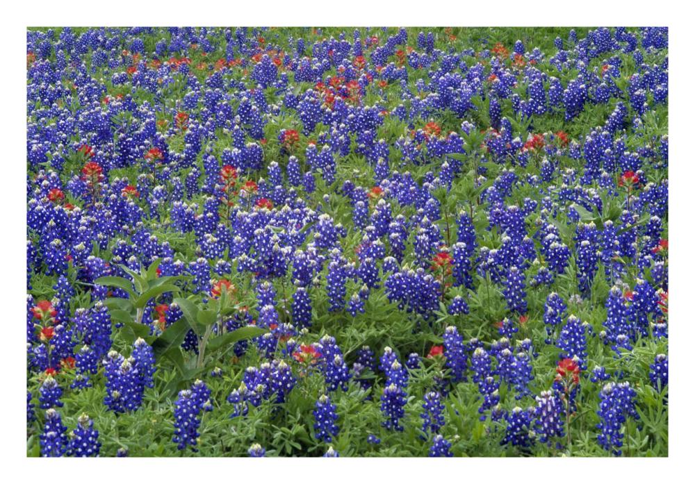 Hill Country wildflowers including Sand Bluebonnets and Paintbrush, Texas-Paper Art-26"x18"