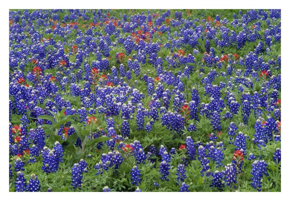 Hill Country wildflowers including Sand Bluebonnets and Paintbrush, Texas-Paper Art-32"x22"