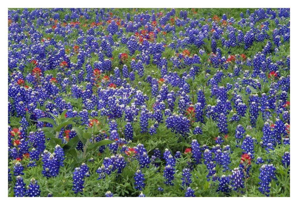 Hill Country wildflowers including Sand Bluebonnets and Paintbrush, Texas-Paper Art-38"x26"