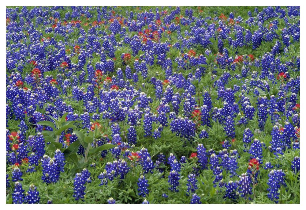 Hill Country wildflowers including Sand Bluebonnets and Paintbrush, Texas-Paper Art-50"x34"