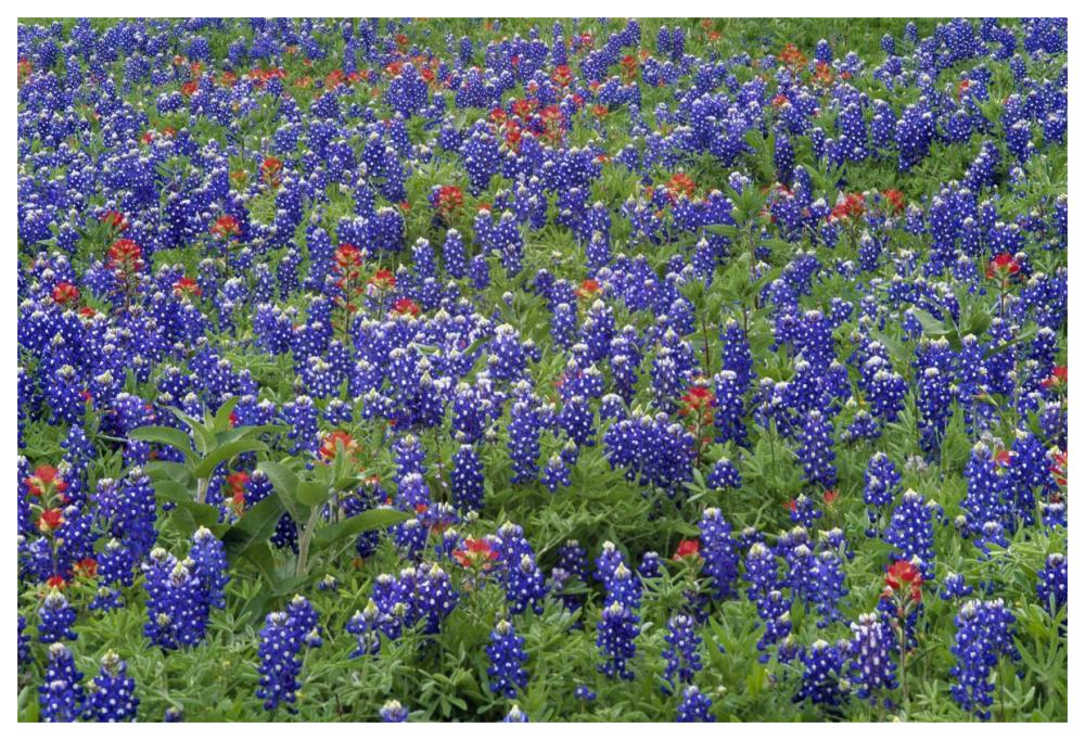 Hill Country wildflowers including Sand Bluebonnets and Paintbrush, Texas-Paper Art-62"x42"