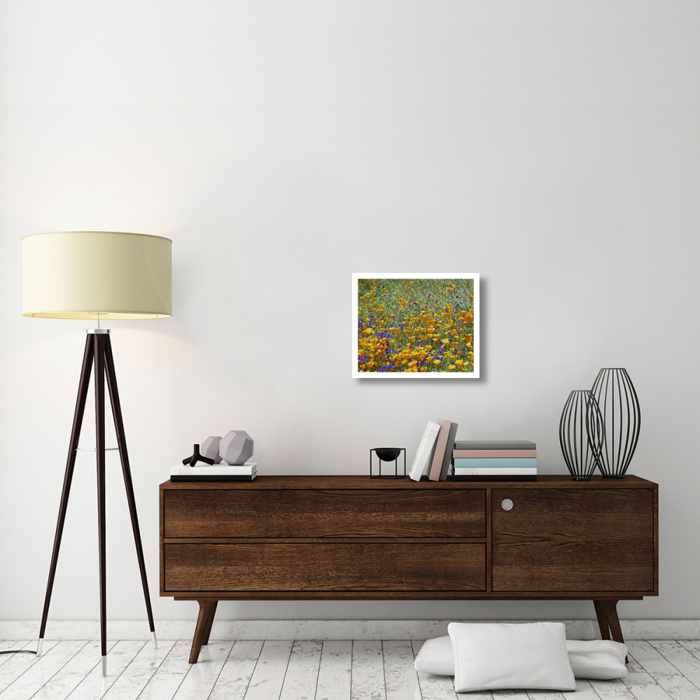 California Poppy and Desert Bluebell flowers, Antelope Valley, California-Paper Art-22&quotx18"