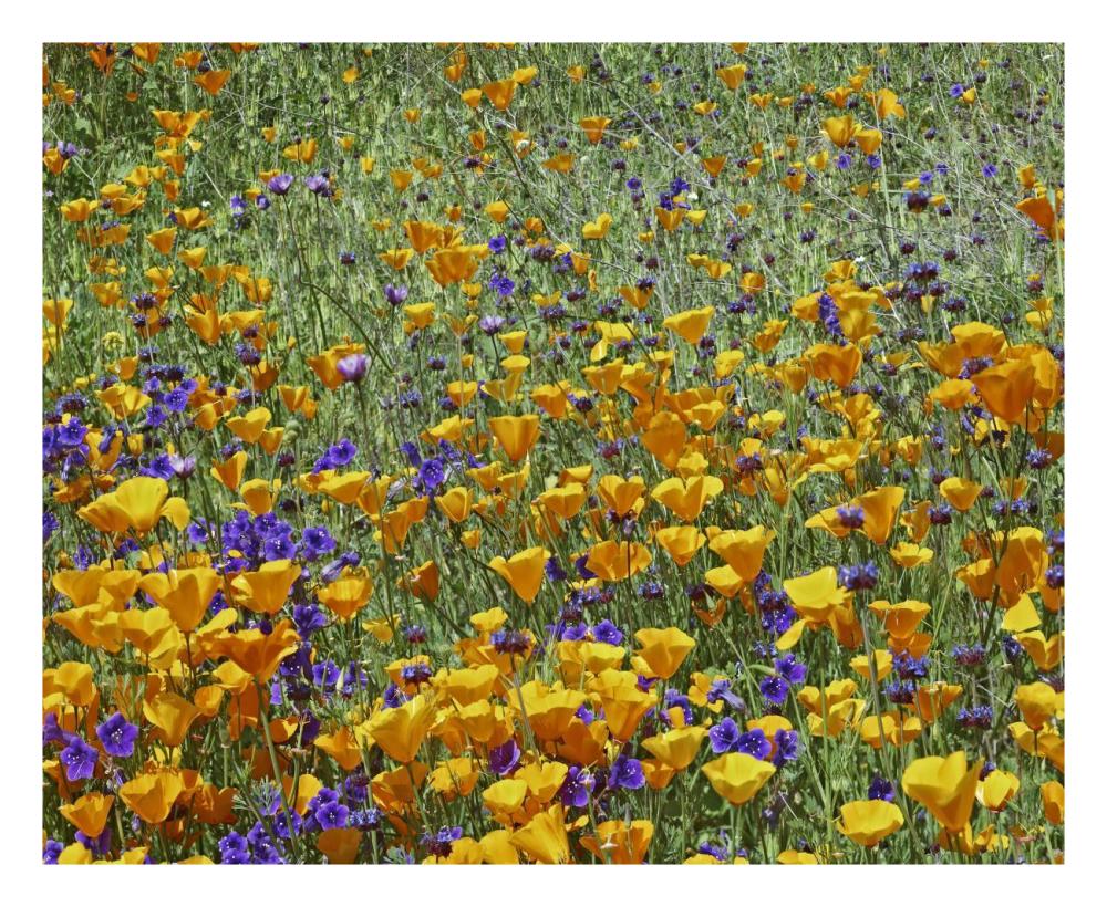California Poppy and Desert Bluebell flowers, Antelope Valley, California-Paper Art-26"x22"