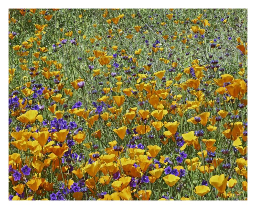 California Poppy and Desert Bluebell flowers, Antelope Valley, California-Paper Art-30"x24"
