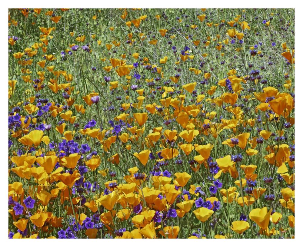 California Poppy and Desert Bluebell flowers, Antelope Valley, California-Paper Art-37"x30"
