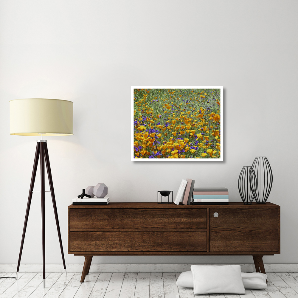 California Poppy and Desert Bluebell flowers, Antelope Valley, California-Paper Art-37&quotx30"