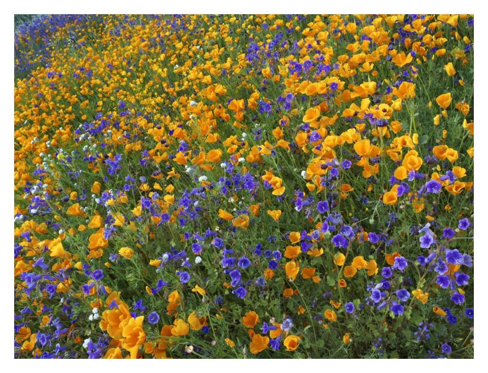 California Poppy and Desert Bluebell flowers, Antelope Valley, California-Paper Art-18"x14"