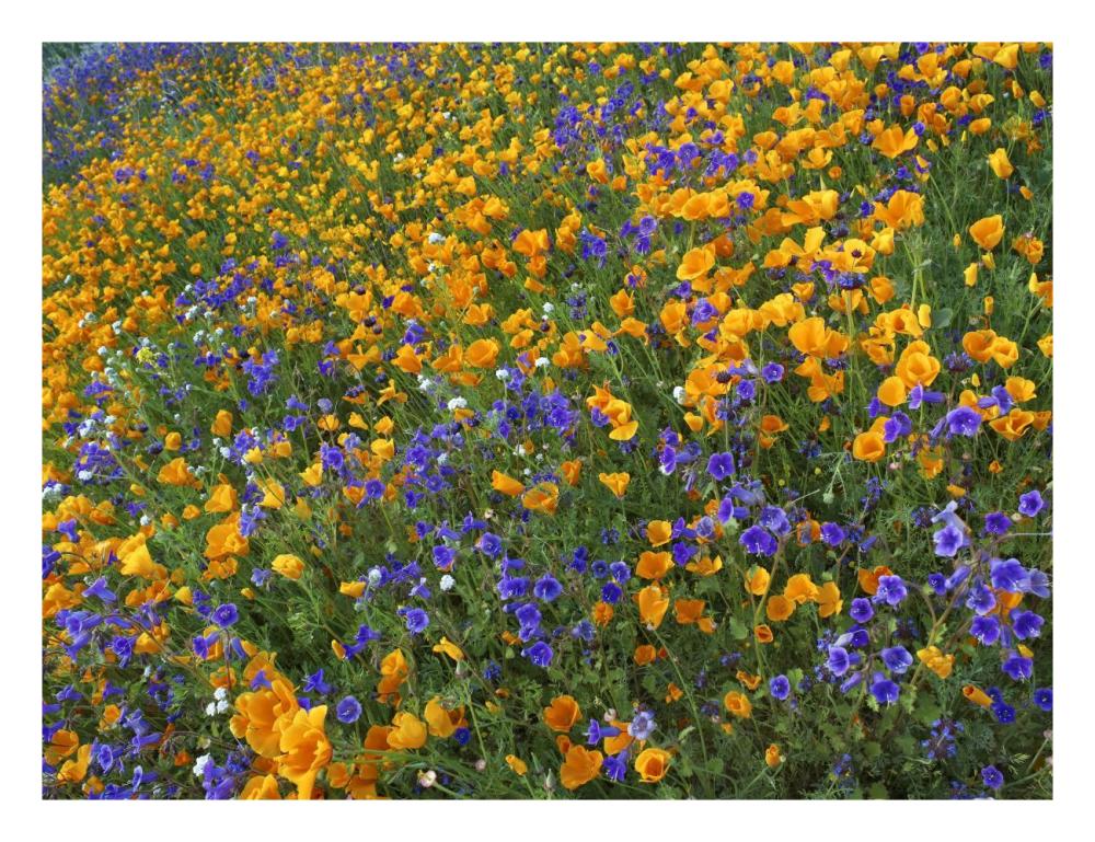 California Poppy and Desert Bluebell flowers, Antelope Valley, California-Paper Art-26"x20"