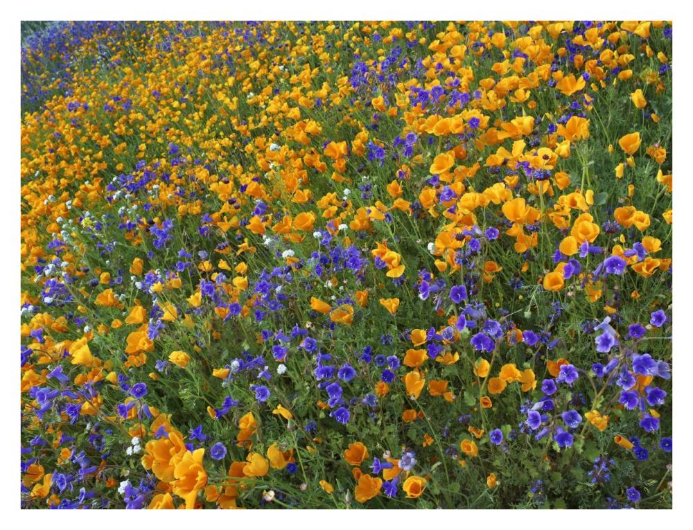 California Poppy and Desert Bluebell flowers, Antelope Valley, California-Paper Art-34"x26"