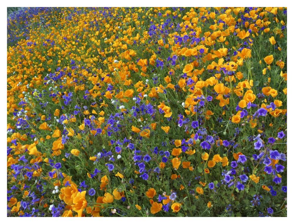 California Poppy and Desert Bluebell flowers, Antelope Valley, California-Paper Art-42"x32"