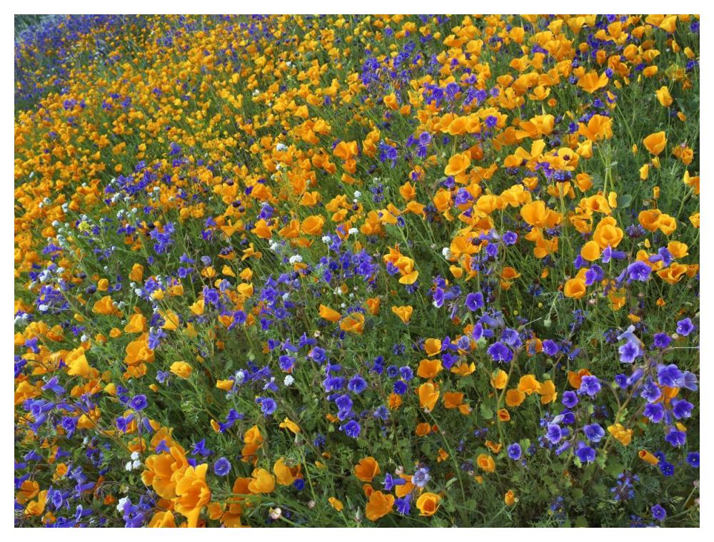 California Poppy and Desert Bluebell flowers, Antelope Valley, California-Paper Art-50"x38"