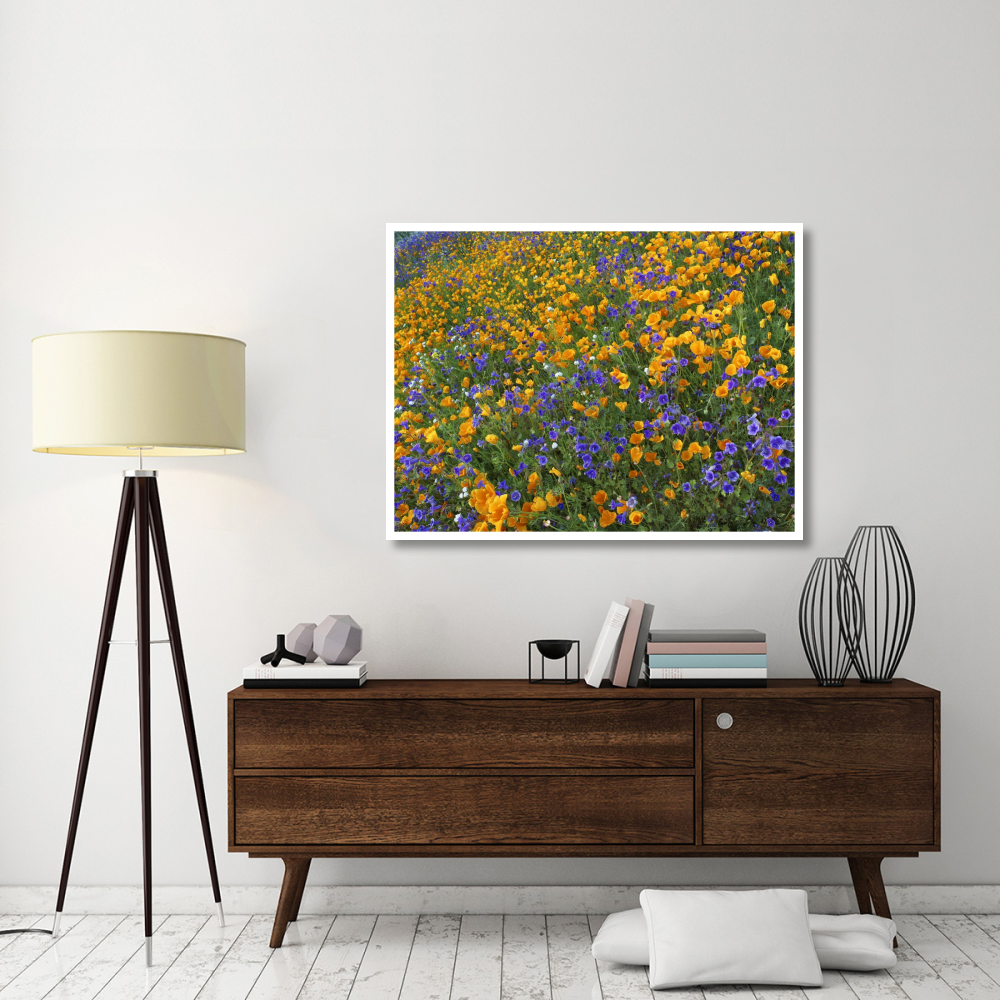 California Poppy and Desert Bluebell flowers, Antelope Valley, California-Paper Art-50&quotx38"