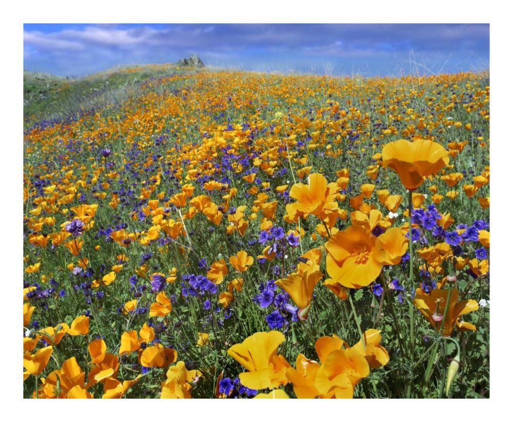 California Poppy and Desert Bluebell flowers, Antelope Valley, California-Paper Art-22"x18"