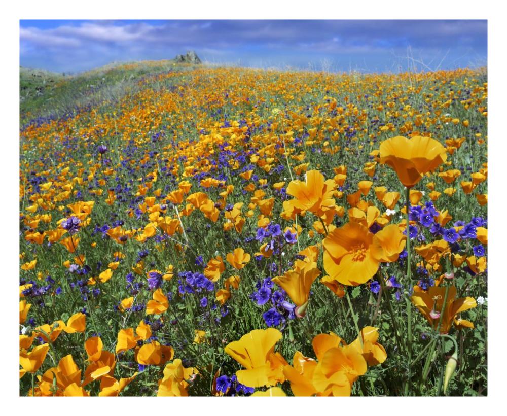 California Poppy and Desert Bluebell flowers, Antelope Valley, California-Paper Art-26"x22"