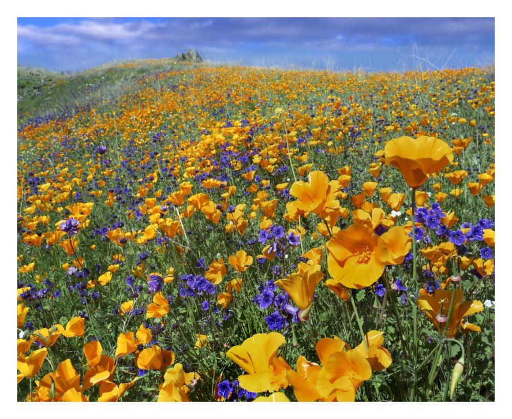California Poppy and Desert Bluebell flowers, Antelope Valley, California-Paper Art-30"x24"