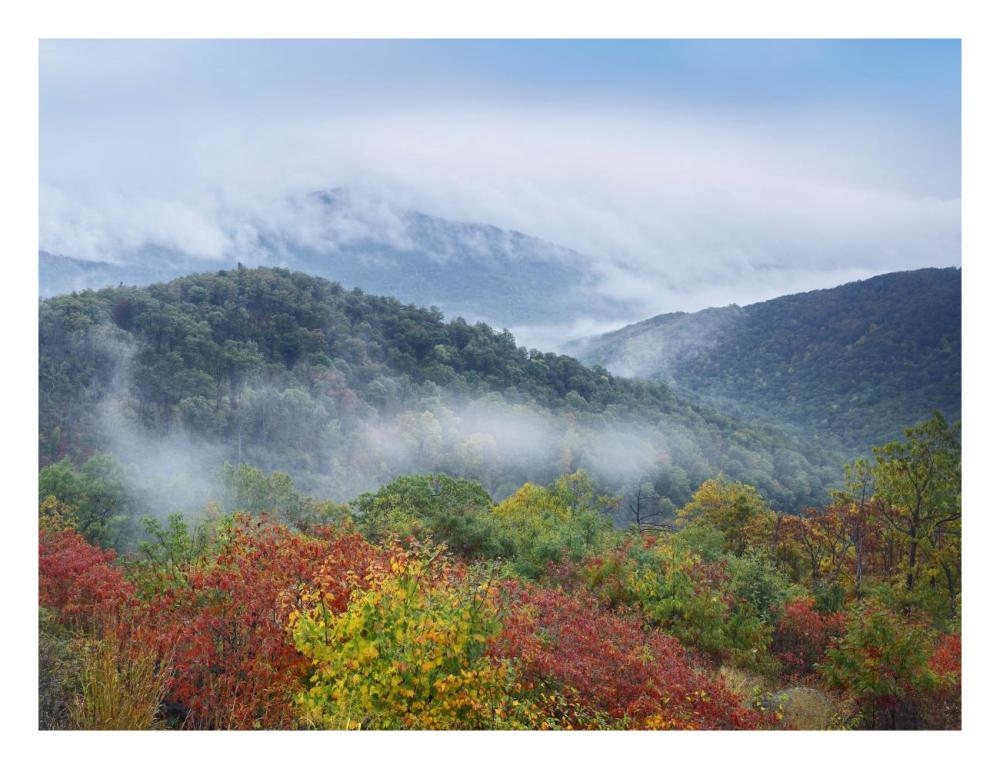 Broadleaf forest in fall colors, Skyline Drive, Shenandoah National Park, Virginia-Paper Art-26"x20"
