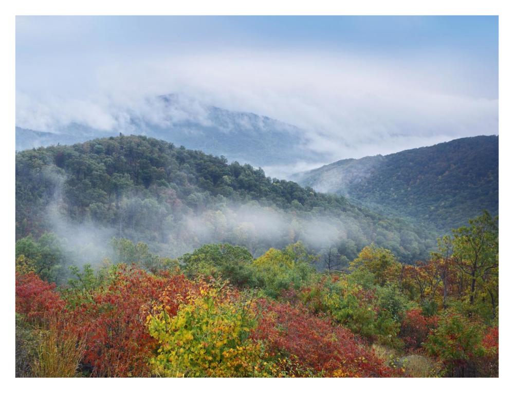 Broadleaf forest in fall colors, Skyline Drive, Shenandoah National Park, Virginia-Paper Art-34"x26"