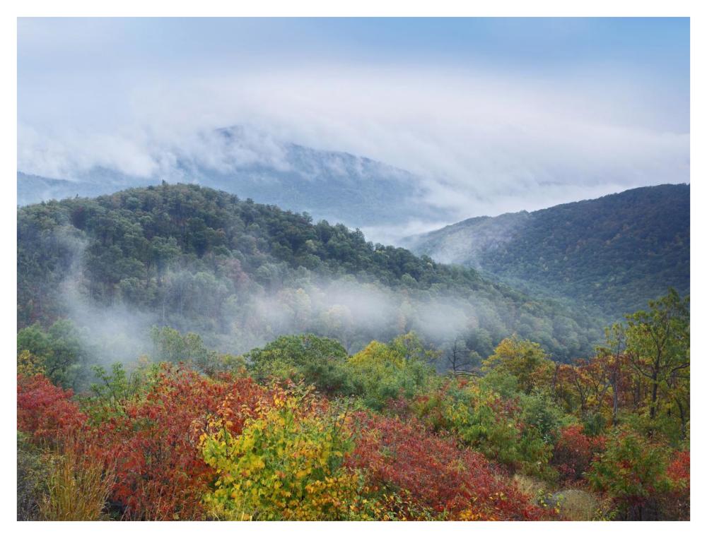 Broadleaf forest in fall colors, Skyline Drive, Shenandoah National Park, Virginia-Paper Art-42"x32"