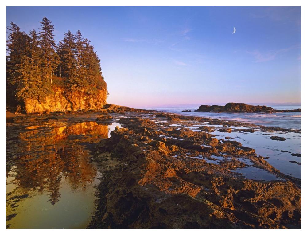Tidepools exposed at low tide, Botanical Beach, Juan de Fuca Provincial Park, Vancouver Island, British Columbia, Canada-Paper Art-50"x38"